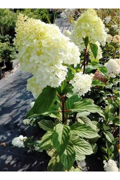 Hydrangea paniculata Diamantino `Ren101` PBR